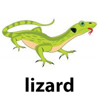 lizard