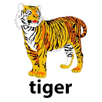 tiger