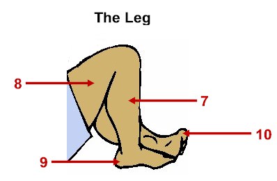 leg
