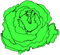 lettuce